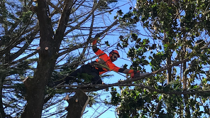 Ruval, especialistas de trabajos en altura en arboles y palmeras. - Opiniones