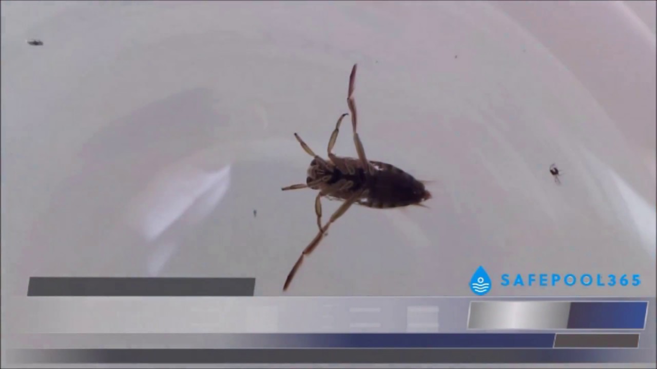 Cómo lidiar con insectos en el agua de la piscina