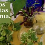 Cómo mantener una piscina con plantas acuáticas