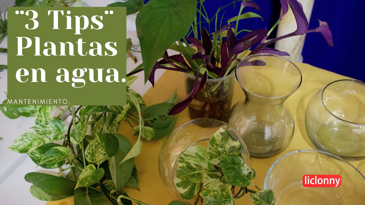 Cómo mantener una piscina con plantas acuáticas